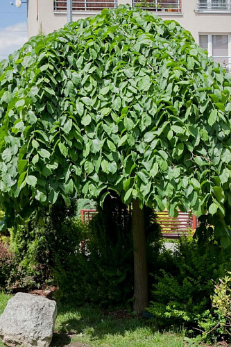 Вяз шершавый Пендула штамб