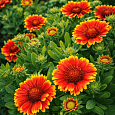 Гайлардия Гуапа Flamenco Bicolor