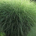 Мискантус китайский