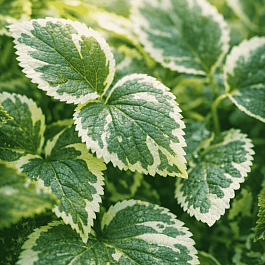 Гортензия длинночерешковая Take a chance