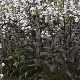 Пенстемон наперстянковый Мистика