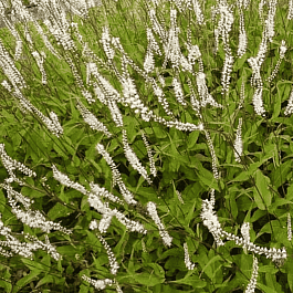 Горец свечевидный Альба