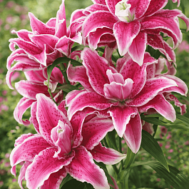 Лилия Roselily Nowa