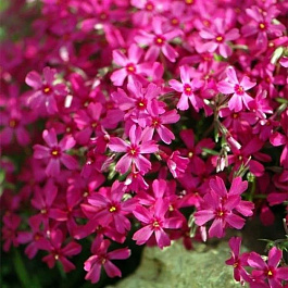 Флокс шиловидный Атропурпуреа Флокс шиловидный Атропурпуреа