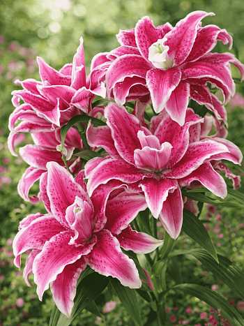 Лилия Roselily Nowa