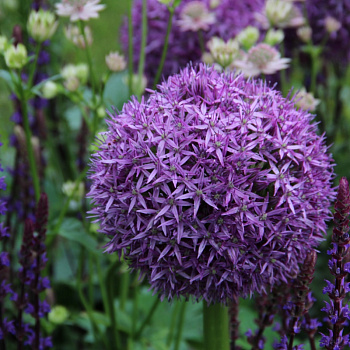 Лук декоративный Глоубмастер Лук декоративный Глоубмастер