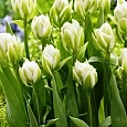 Тюльпан пионовидный Brooklyn