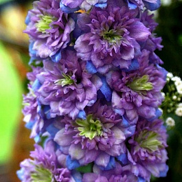 Дельфиниум высокий Хайлендер Блуберри Пай