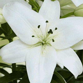 Лилия Sparkling Joy