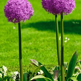 Лук декоративный Giganteum