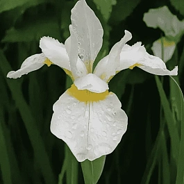 Ирис сибирский Snow Queen