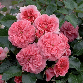 Роза почвопокровная Ле Катр Сэзон (Роза 4 сезона) Роза почвопокровная Ле Катр Сэзон (Роза 4 сезона)