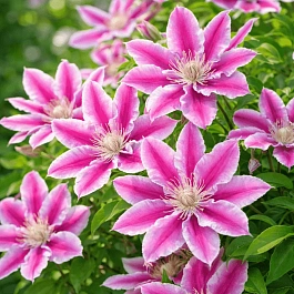 Клематис гибридный Akaishi