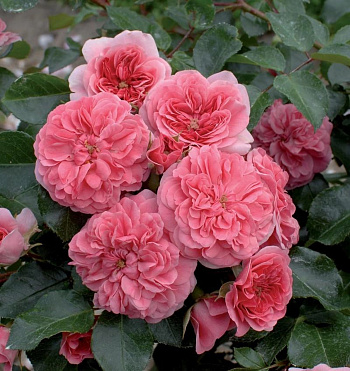 Роза почвопокровная Ле Катр Сэзон (Роза 4 сезона) Роза почвопокровная Ле Катр Сэзон (Роза 4 сезона)