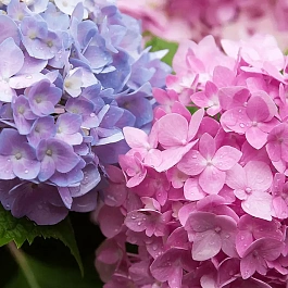 Гортензия крупнолистная Endless Summer The Original