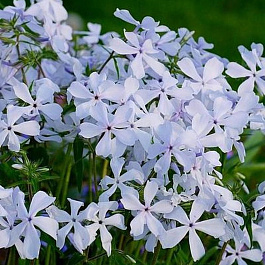 Флокс растопыренный Мей Бриз