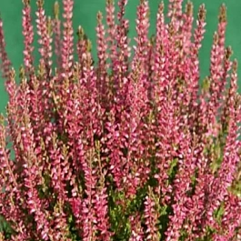 Вереск обыкновенный Liliane