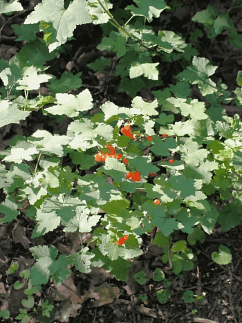 Смородина железистая