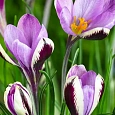 Крокус Ботанический Spring Beauty
