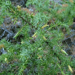 Можжевельник обыкновенный Wilseder Berg