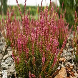 Вереск обыкновенный Agnes