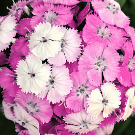 Гвоздика турецкая Dash Magican