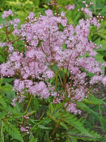 Лабазник пурпурный Red Umbrella