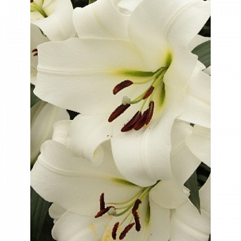 Лилия ОТ-гибрид Форевер