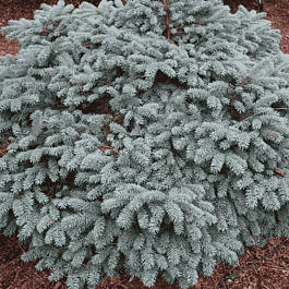 Ель колючая Waldbrunn