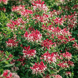 Жимолость Belgica Select