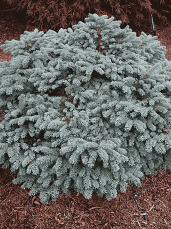 Ель колючая Waldbrunn