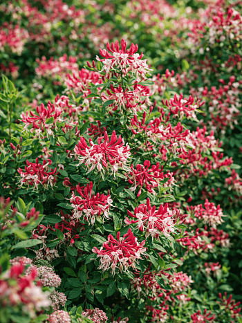 Жимолость Belgica Select