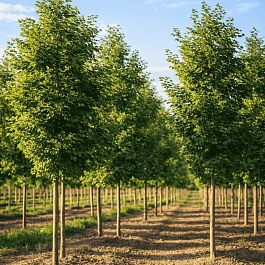 Клен сахарный Pyramidale