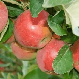 Яблоня Беркутовское