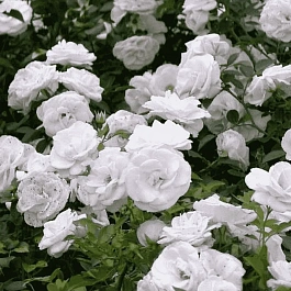 Роза Флорибунда Aspirin Rose