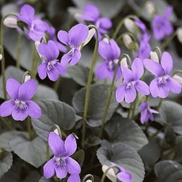 Виола лабрадорская