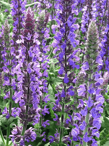 Шалфей дубравный Dwarf Blue Queen
