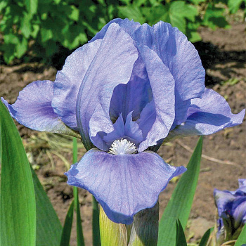 Ирис карликовый Бей Раффлз