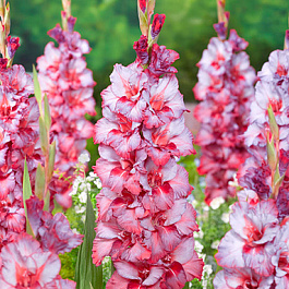 Гладиолус крупноцветковый Тедс Трамп