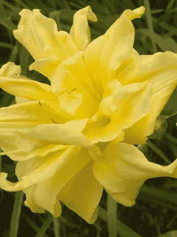 Лилейник гибридный Double River Wye