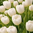 Тюльпан ранний White Prince