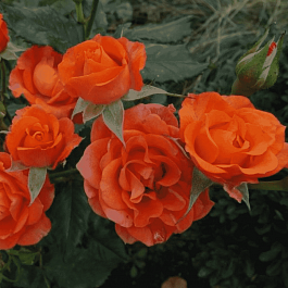 Роза спрей Alegria