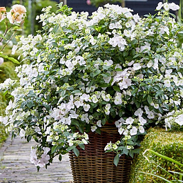 Гортензия крупнолистовая Ранэвэй Брайд (Сбежавщая невеста)
