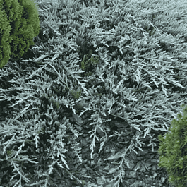 Можжевельник горизонтальный Bar Harbor