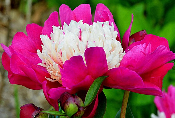 Пион травянистый Топ Хат