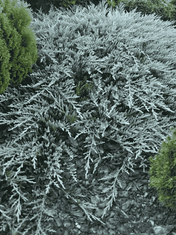 Можжевельник горизонтальный Bar Harbor