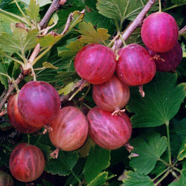 Крыжовник Розовый 2