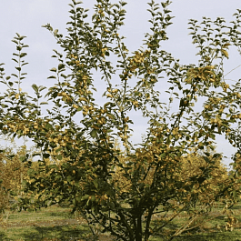 Яблоня декоративная ButterBall