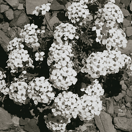 Гутчинзия альпийская Crystal Carpet