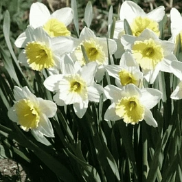 Нарцисс Ice Follies